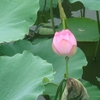 DSC03123.JPG