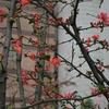 DSC_5487.JPG