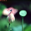 20110917103251226.jpg