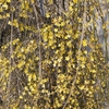 DSC01489.JPG
