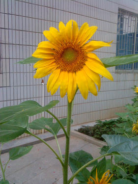 lupcy的宝宝树 - babytree 宝宝树