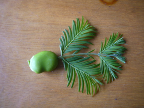 用来穿洞用  去一段水杉木的叶子,最好是有点发散状的, 小河边的芦苇