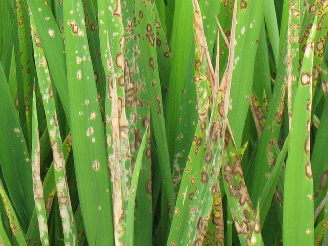 看到有一片稻田发生了病虫害!