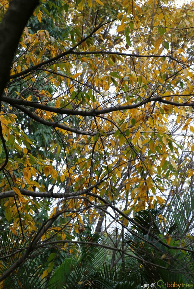 这种树不知是什么树,春天叶子变黄落叶,过一段时间就会嫩叶绽放,非常