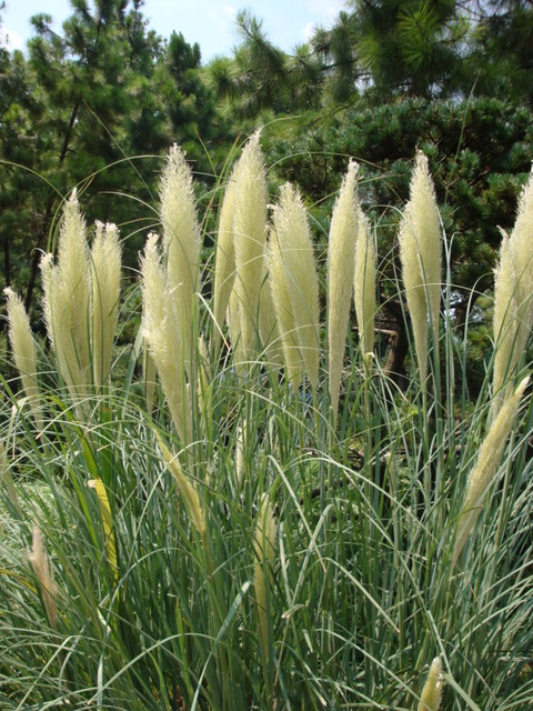 没觉得很特别,只是被这郁郁葱葱的无名小草也迷住