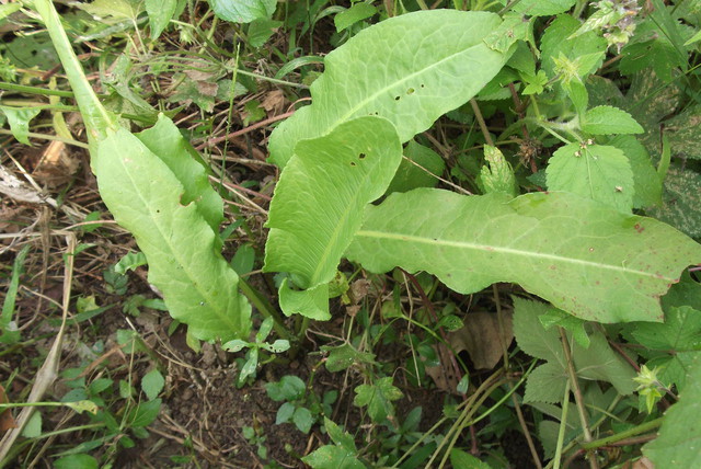 宝宝身上好象长了好多藓.