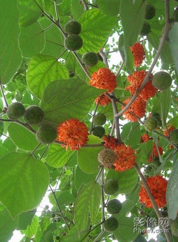 有网友说枸树皮下奶很好是真的吗?我一直奶水不足,姐妹们有没听.