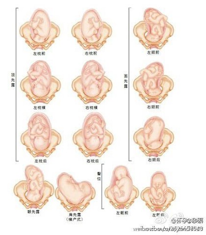 宝宝入盆在妈妈肚子位置有哪几种情况？科普贴，发给大家看看～_育儿问答_宝宝树