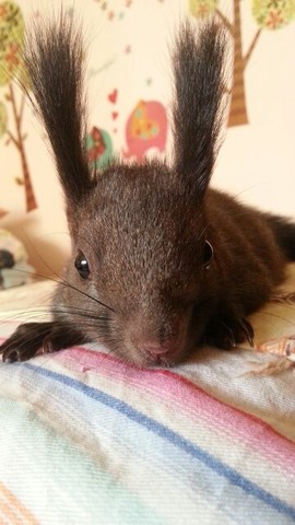 journal_insert_pic_122320569