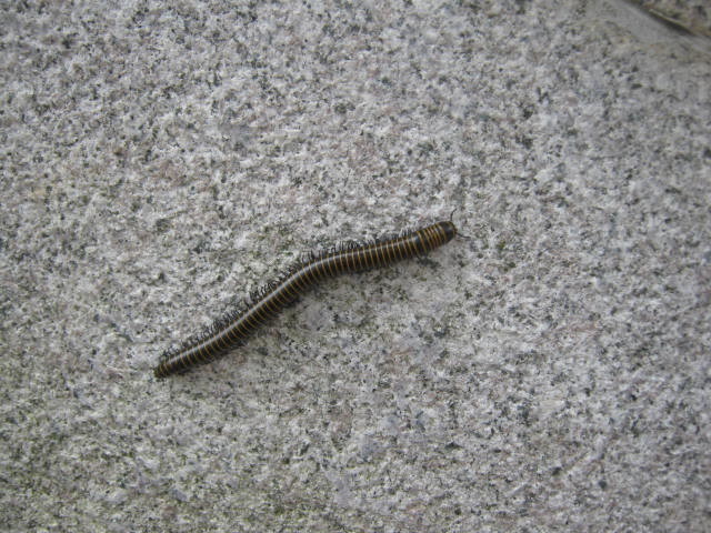 山不在高 有仙则名