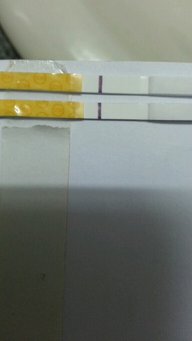 journal_insert_pic_154829705