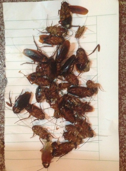 家有好多蟑螂,如何是好?