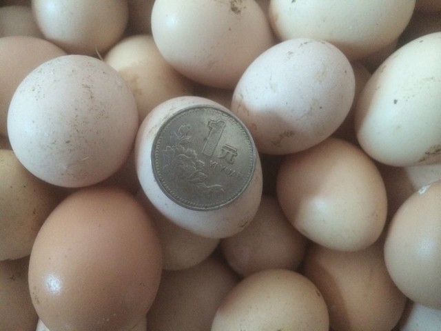 家里土鸡蛋,这么小的呵呵,刚开始生的!