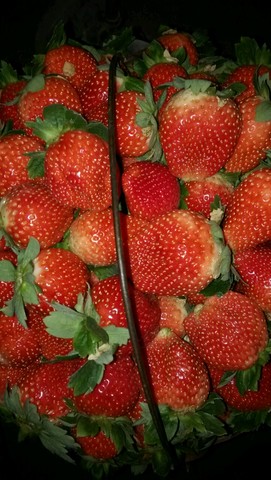 摘草莓喽