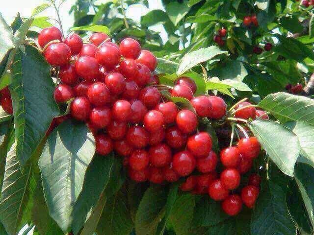 山东烟台特产,车厘子,大樱桃