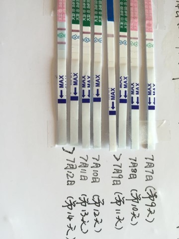 journal_insert_pic_255283590
