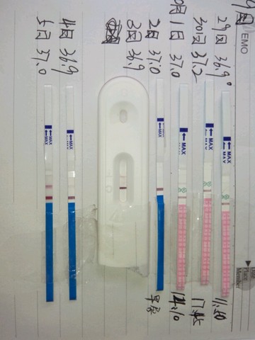 journal_insert_pic_310238818