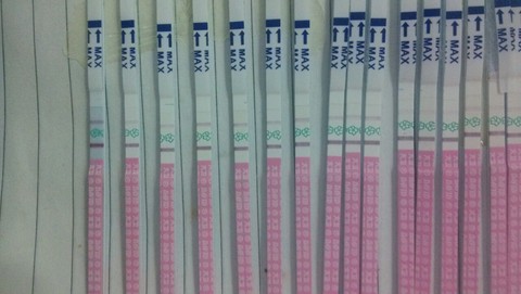 journal_insert_pic_315692024