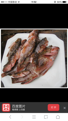 孕妇能吃老虎鱼吗!