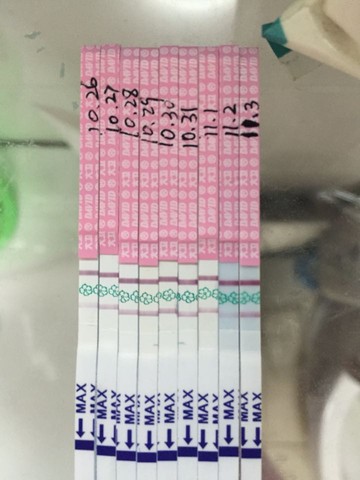 journal_insert_pic_330874163