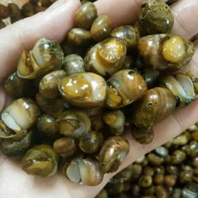 怀孕三个月了,可以吃指甲螺吗?