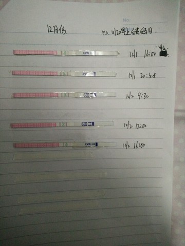 journal_insert_pic_352370612