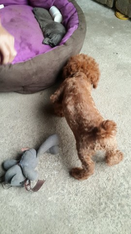 有不小心撞到肚子的妈妈吗?_怀孕十八周,昨天不小心撞到肚子,_宝宝树