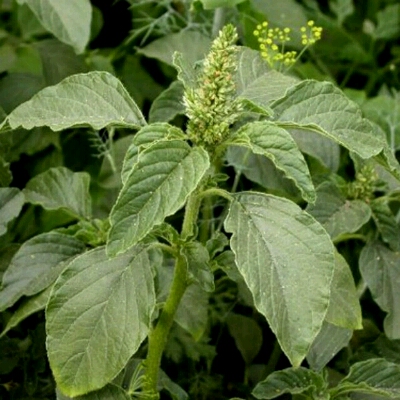 我特别喜欢吃这个野菜,我在家的时候,我妈经常