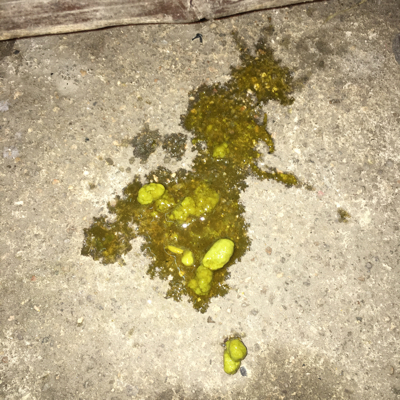 问答 婴儿期0-1岁 宝宝树孕育 90%的妈妈正在使用 宝宝树孕育 90%的