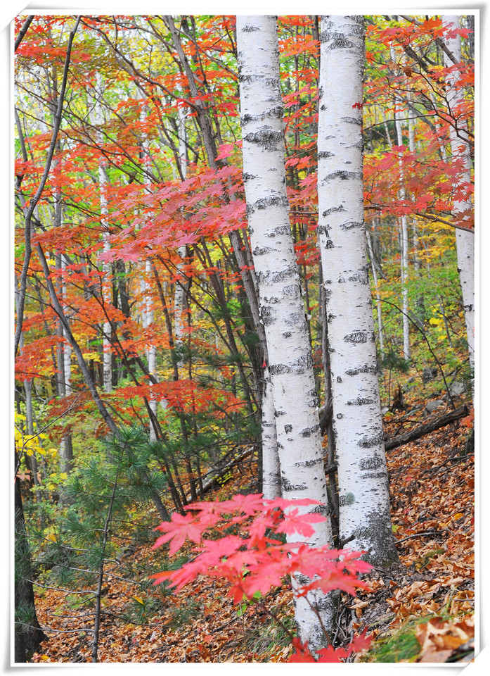 journal_insert_pic_578759845