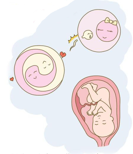 受精卵着床到分娩,一起来看看不同孕周胎宝宝的变化吧!