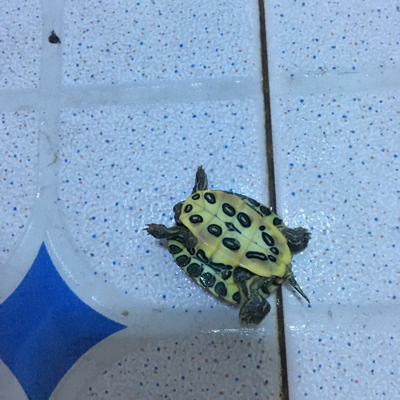 一只小的巴西龟,以为它死了,就给宝宝玩,宝宝咬了巴西龟,后来才发现龟