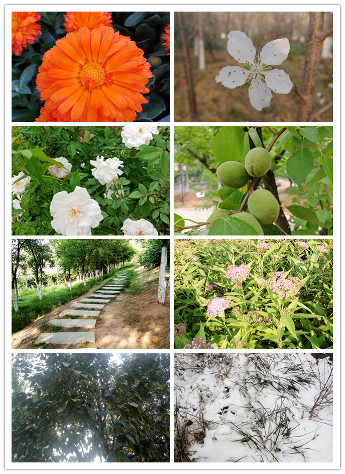 journal_insert_pic_1022588693