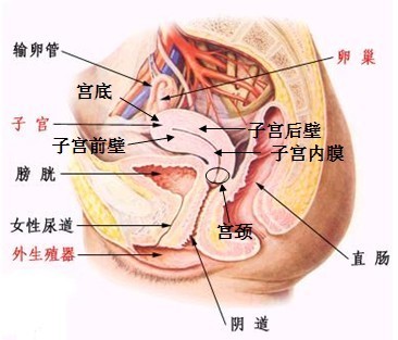 子宫 图 位置示意图图片